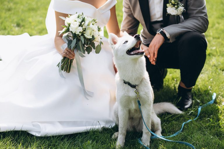 הסעות בעלי חיים לחתונה